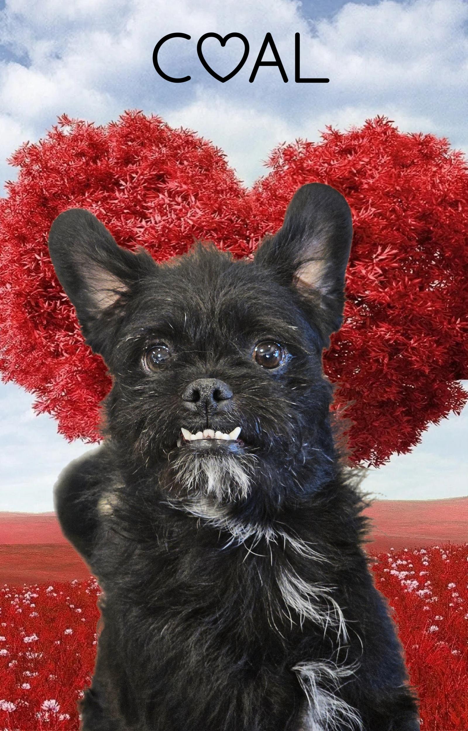 Coal, Adoptable, Adult Male Pug & Cairn Terrier.