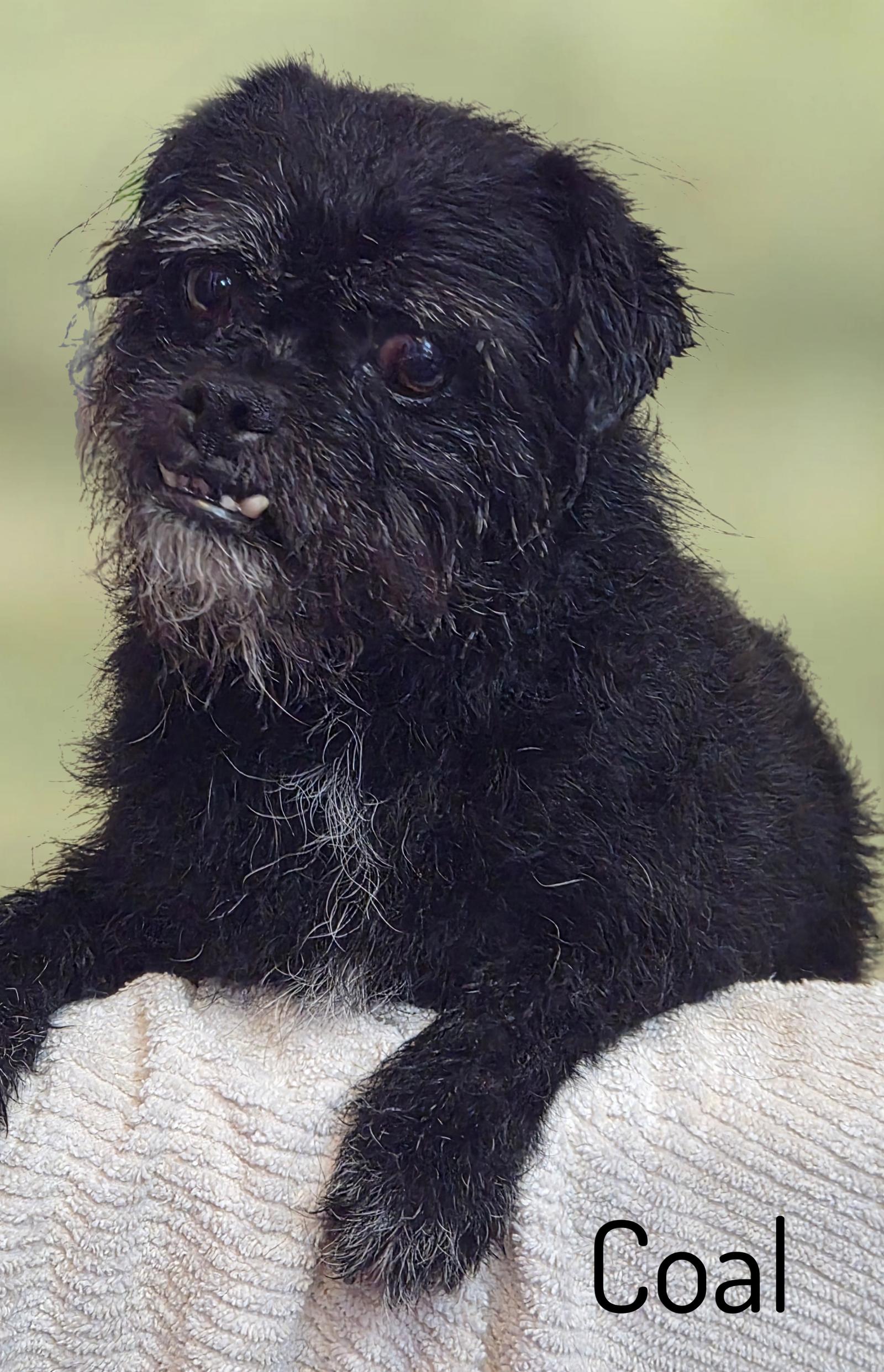Coal, a Adoptable mixed breed in Phelan, CA image 2/3