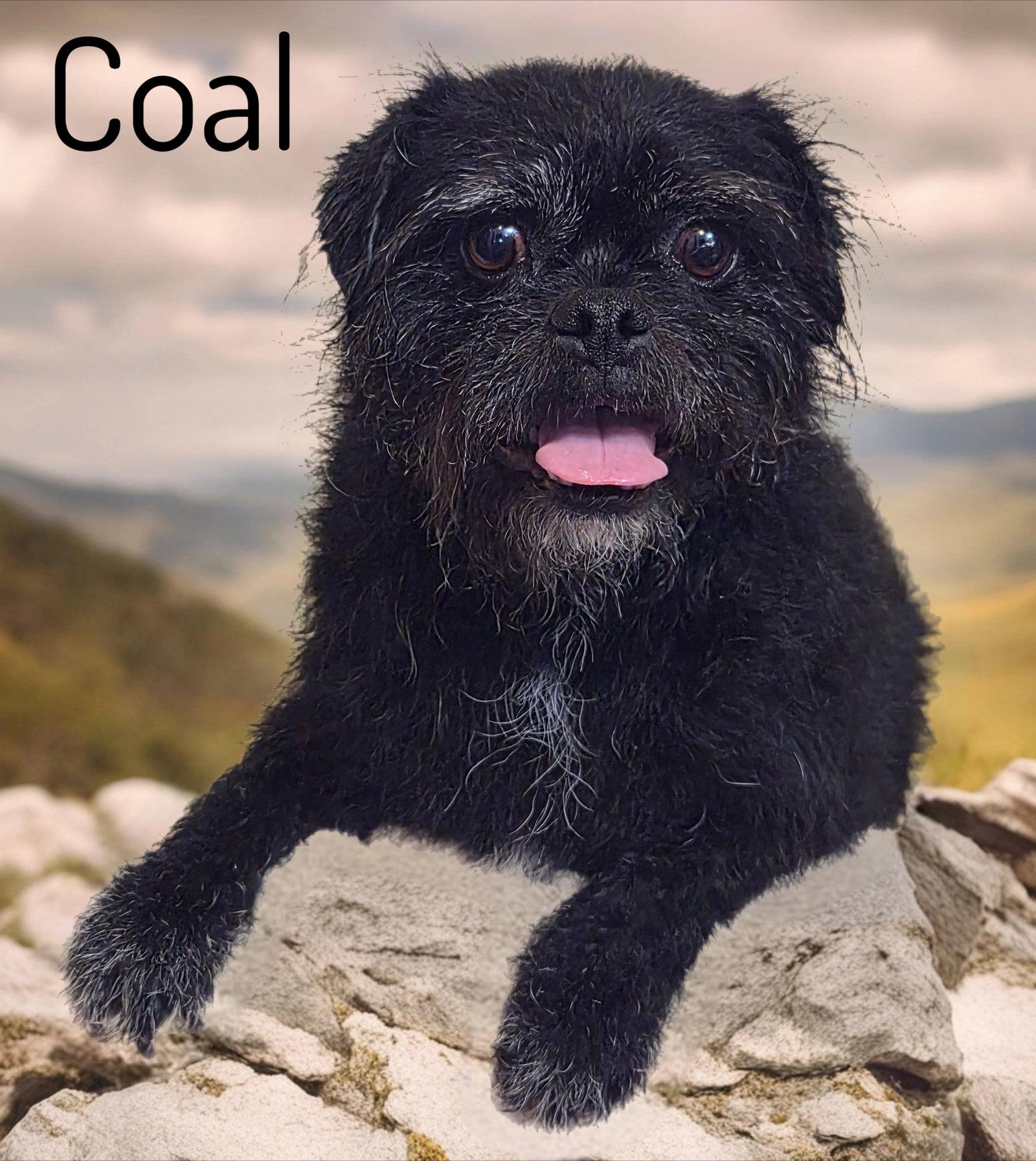 Coal, a Adoptable mixed breed in Phelan, CA image 3/3