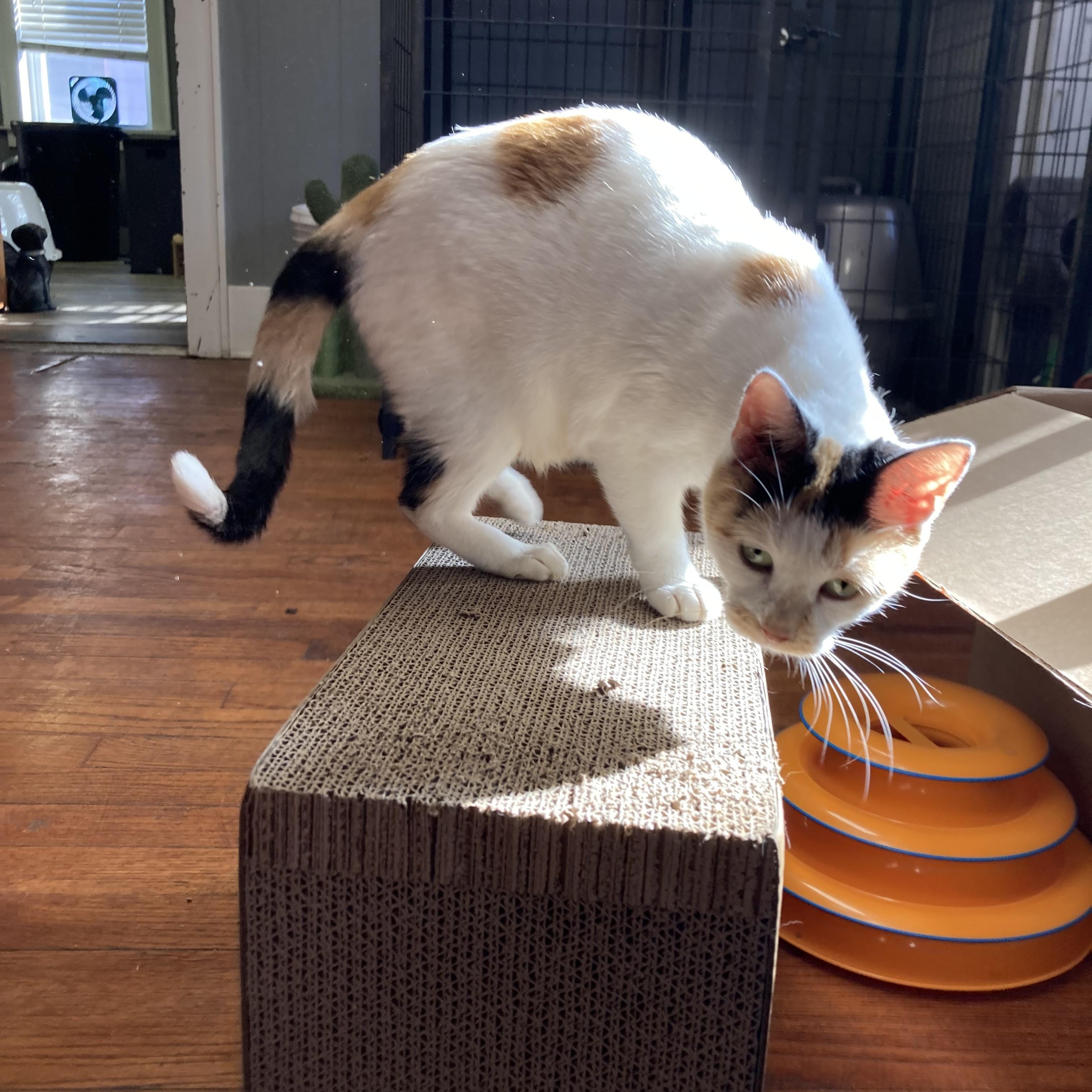 Zinnie, a Adoptable Calico in Marshall, MO image 3/6
