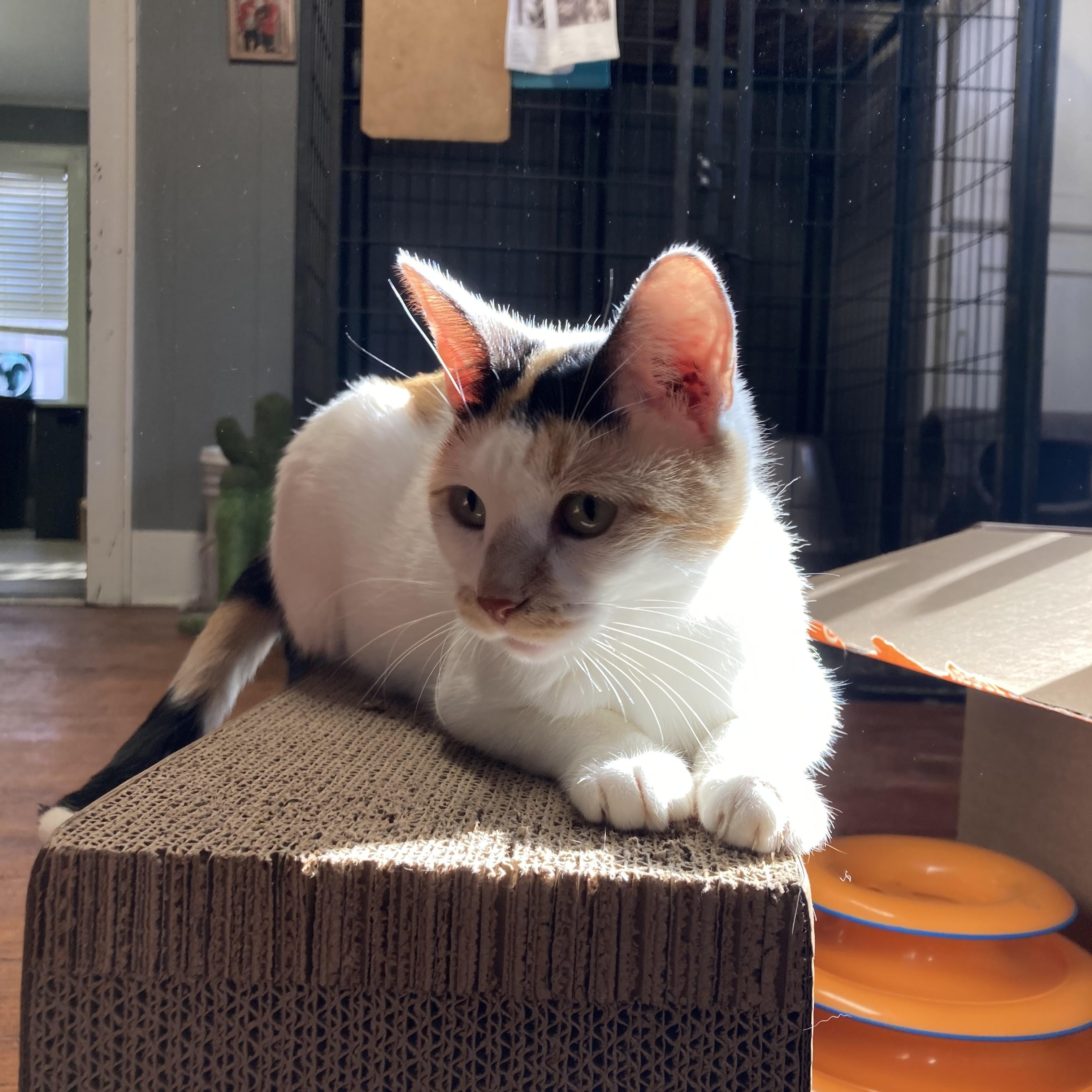 Zinnie, an adoptable Calico in Marshall, MO, 65340 | Photo Image 4