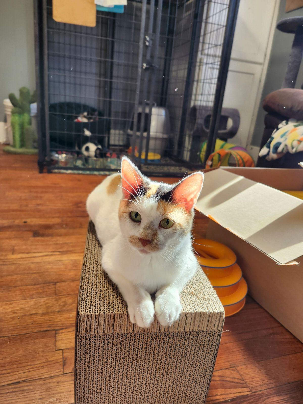 Zinnie, Adoptable, Adult Female Calico.