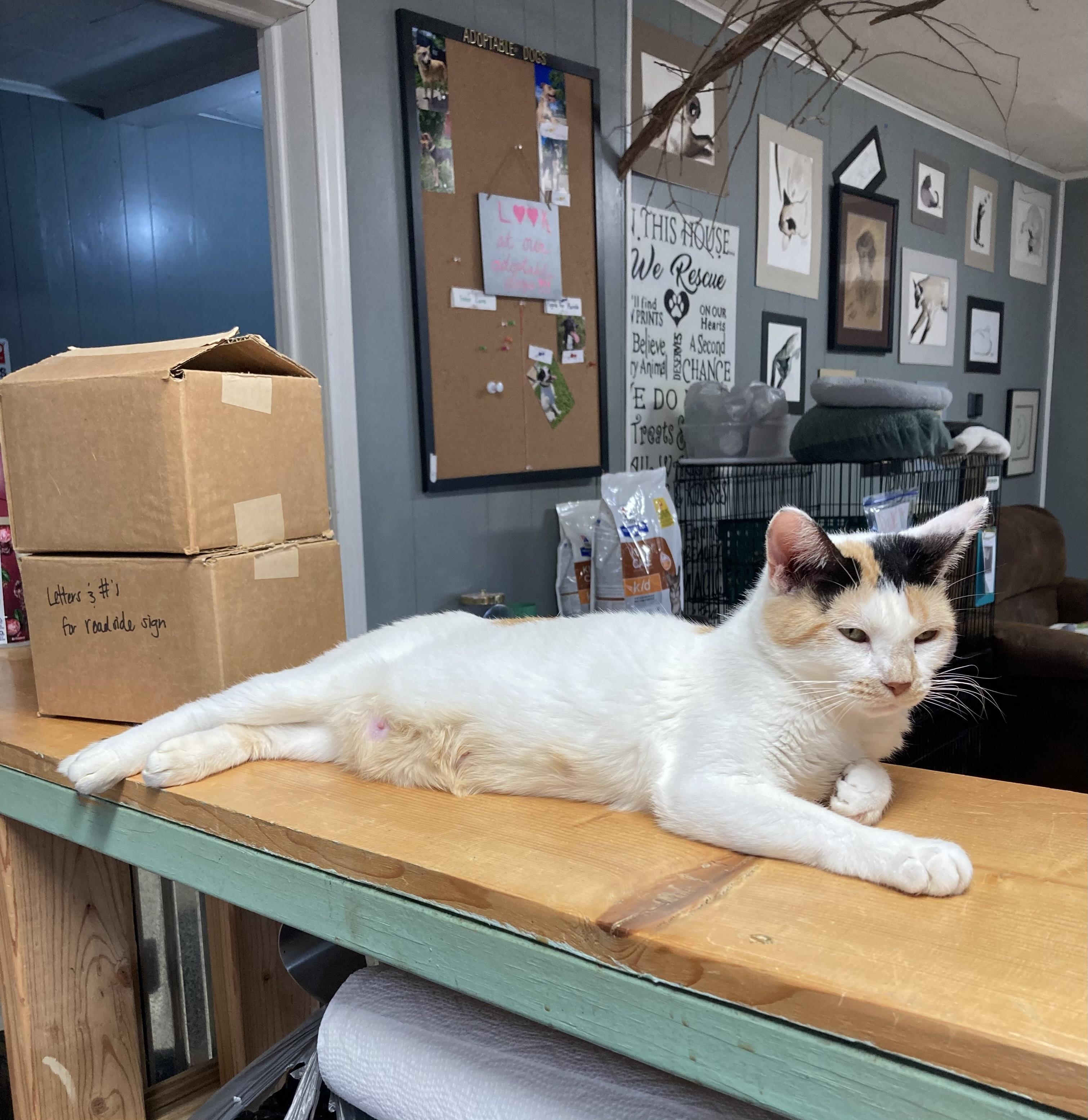 Zinnie, an adoptable Calico in Marshall, MO, 65340 | Photo Image 5