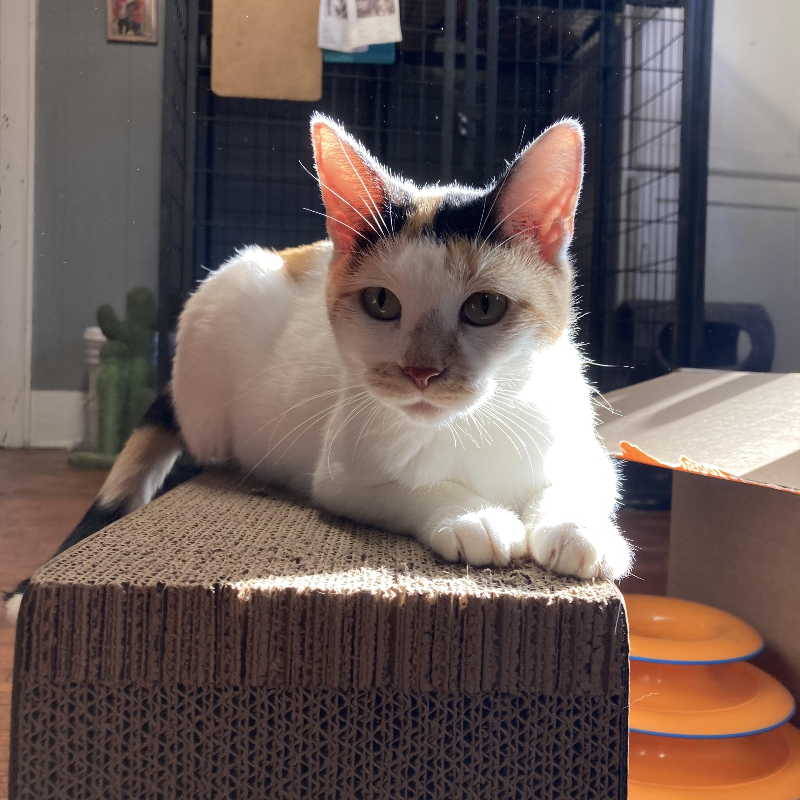Zinnie, a Adoptable Calico in Marshall, MO image 2/6