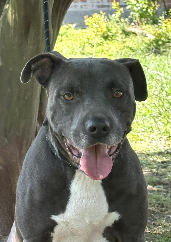 Enlarge Blue, a Adoptable mixed breed in Syracuse, NY image 1/6