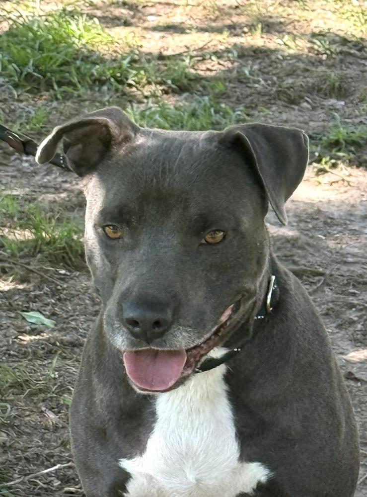 Enlarge Blue, a Adoptable mixed breed in Syracuse, NY image 2/6