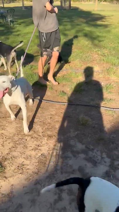Enlarge Blue, a Adoptable mixed breed in Syracuse, NY video 3/6