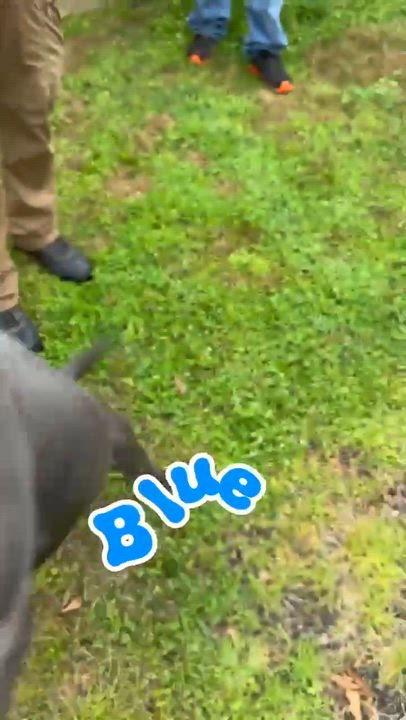 Enlarge Blue, a Adoptable mixed breed in Syracuse, NY video 5/6