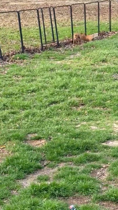 Enlarge Blue, a Adoptable mixed breed in Syracuse, NY video 6/6