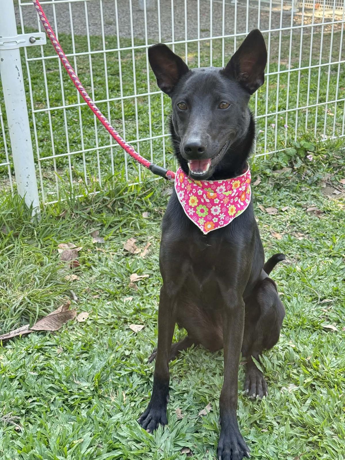 Karina, an adopted mixed breed in San Mateo, CA image 5/6