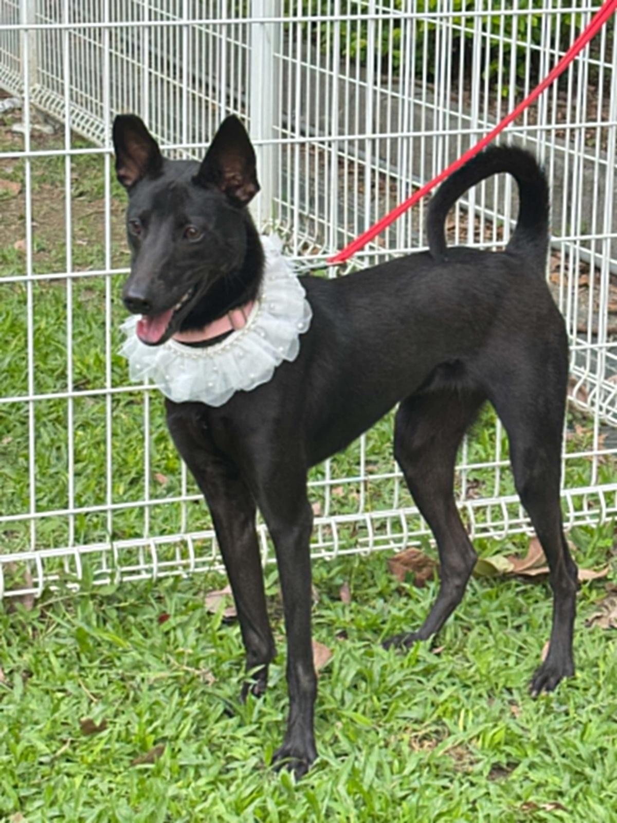 Karina, an adopted mixed breed in San Mateo, CA image 1/6