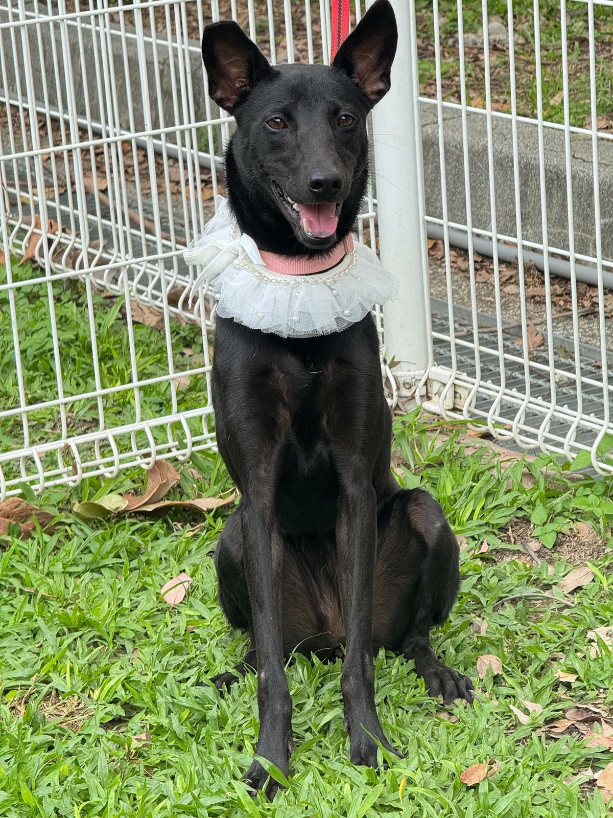 Karina, an adopted mixed breed in San Mateo, CA image 2/6