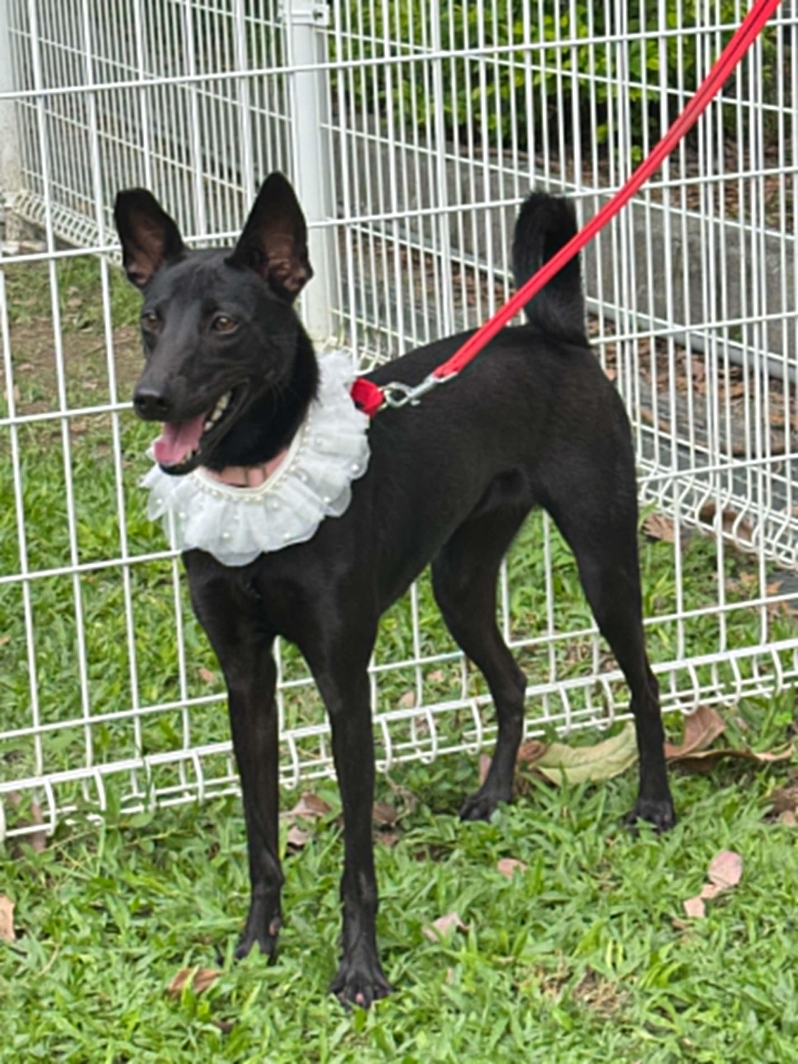 Karina, an adopted mixed breed in San Mateo, CA image 4/6