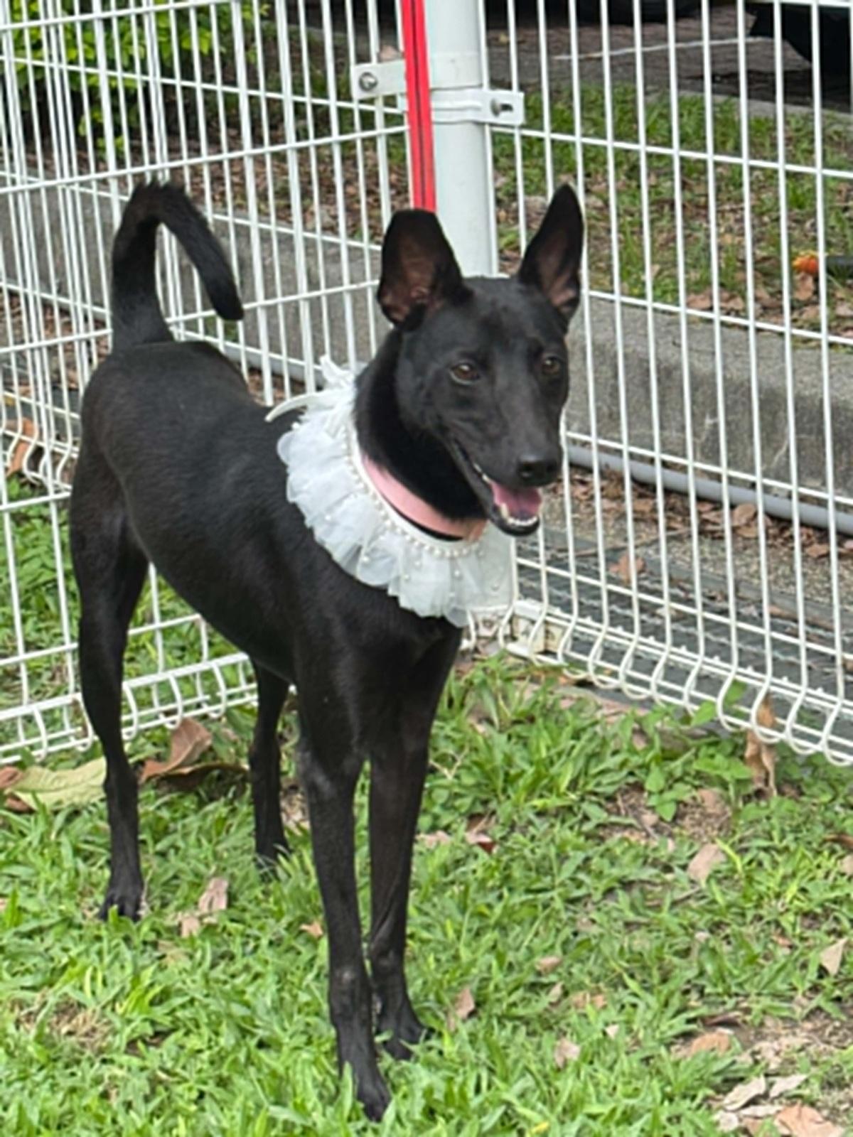 Karina, an adopted mixed breed in San Mateo, CA image 3/6
