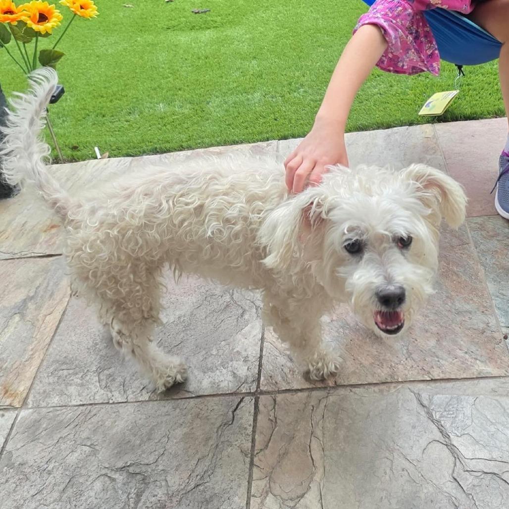 Buttercup, a Adoptable mixed breed in Houston, TX image 1/4