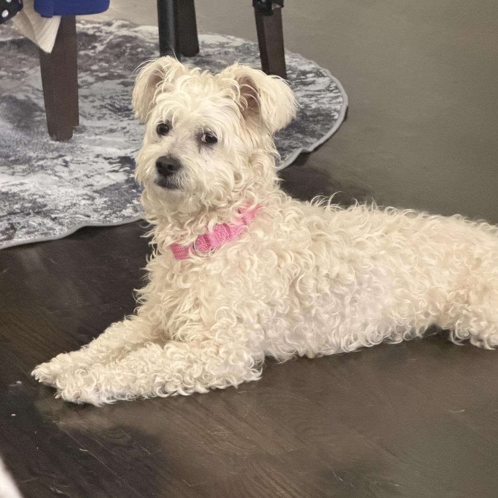 Buttercup, a Adoptable mixed breed in Houston, TX image 2/4