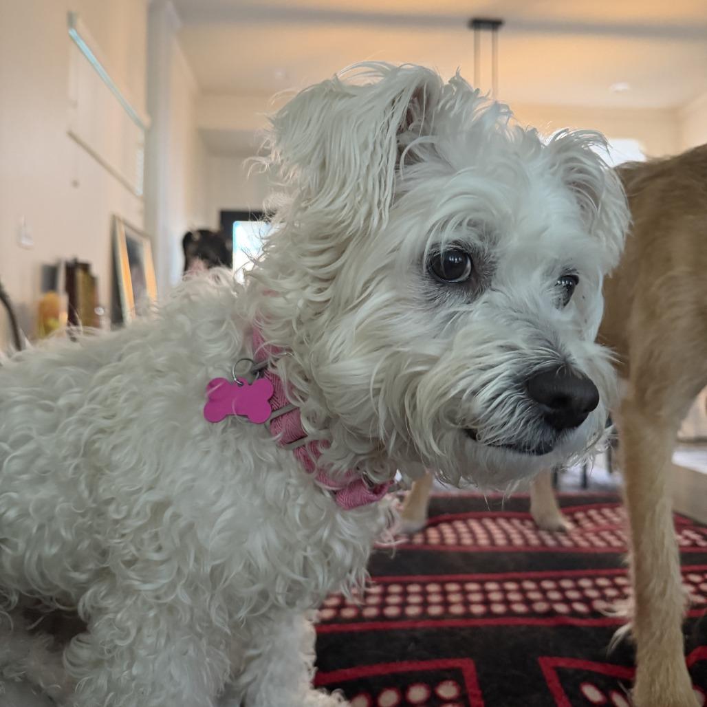 Buttercup, a Adoptable mixed breed in Houston, TX image 4/4