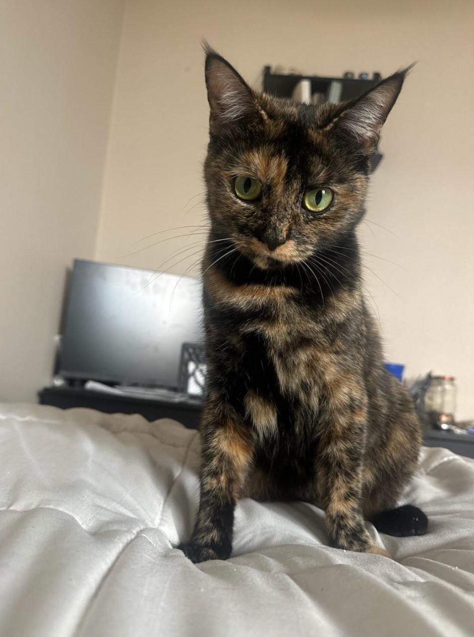 Henna - see Tay Tay, Adult Female Tortoiseshell