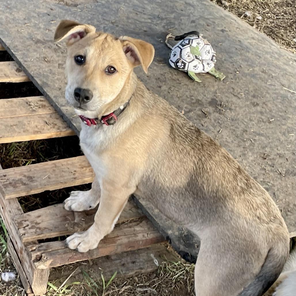 Enlarge Foxy, a Adoptable mixed breed in Waggaman, LA image 1/5