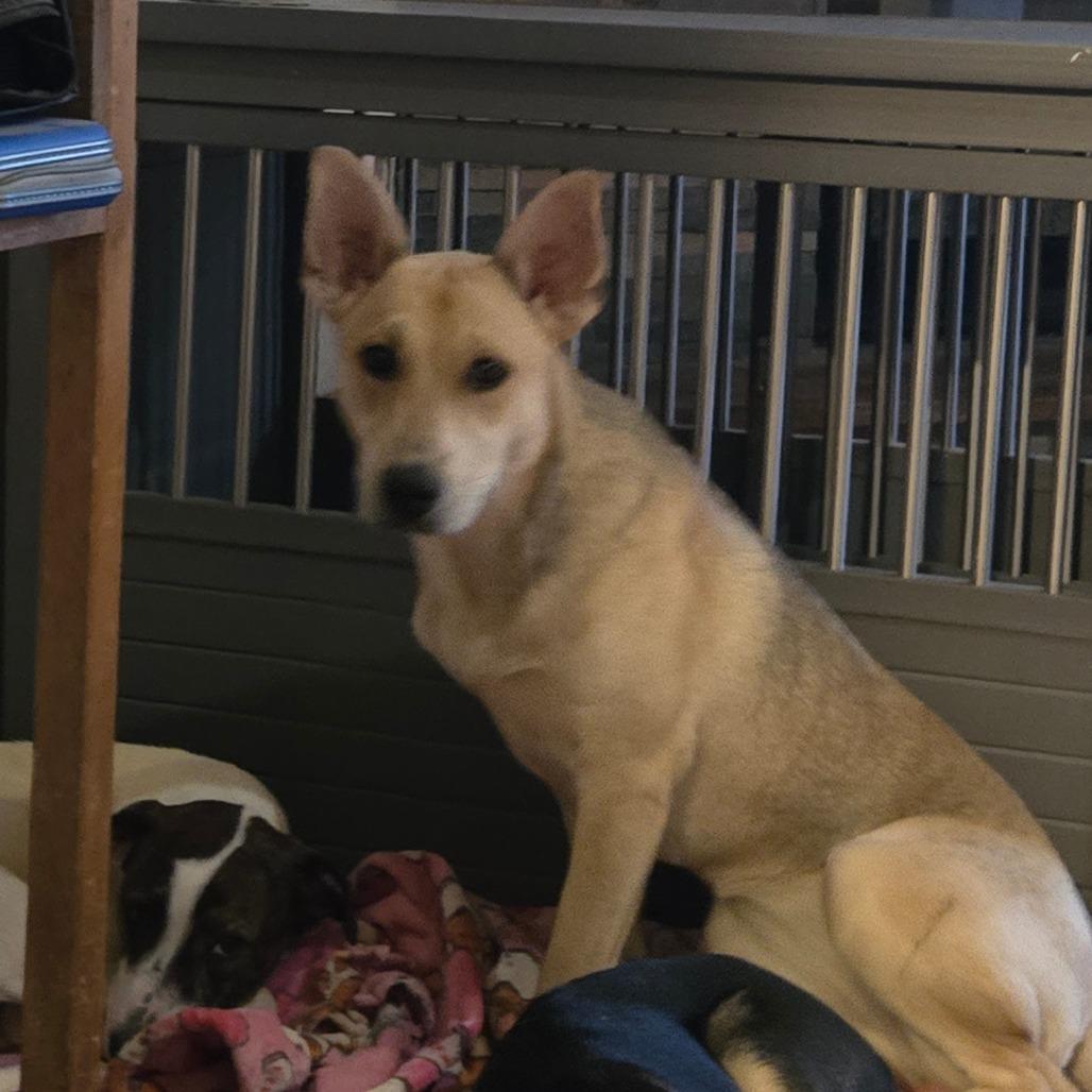 Foxy, a Adoptable mixed breed in Waggaman, LA image 3/6