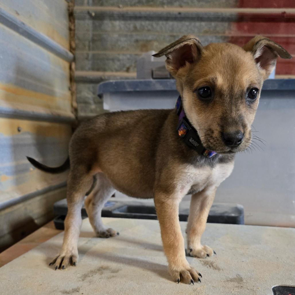 Foxy, Adoptable, Puppy Female Cattle Dog.