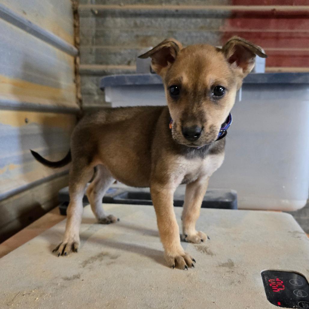 Enlarge Foxy, a Adoptable mixed breed in Waggaman, LA image 3/4
