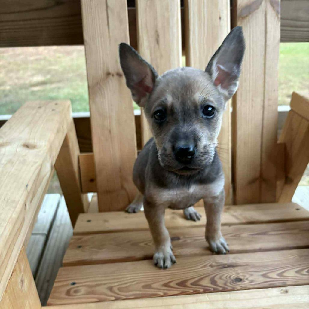 Enlarge Foxy, a Adoptable mixed breed in Waggaman, LA image 4/4