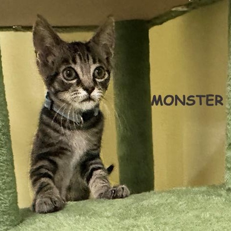 Monster Avo 0825