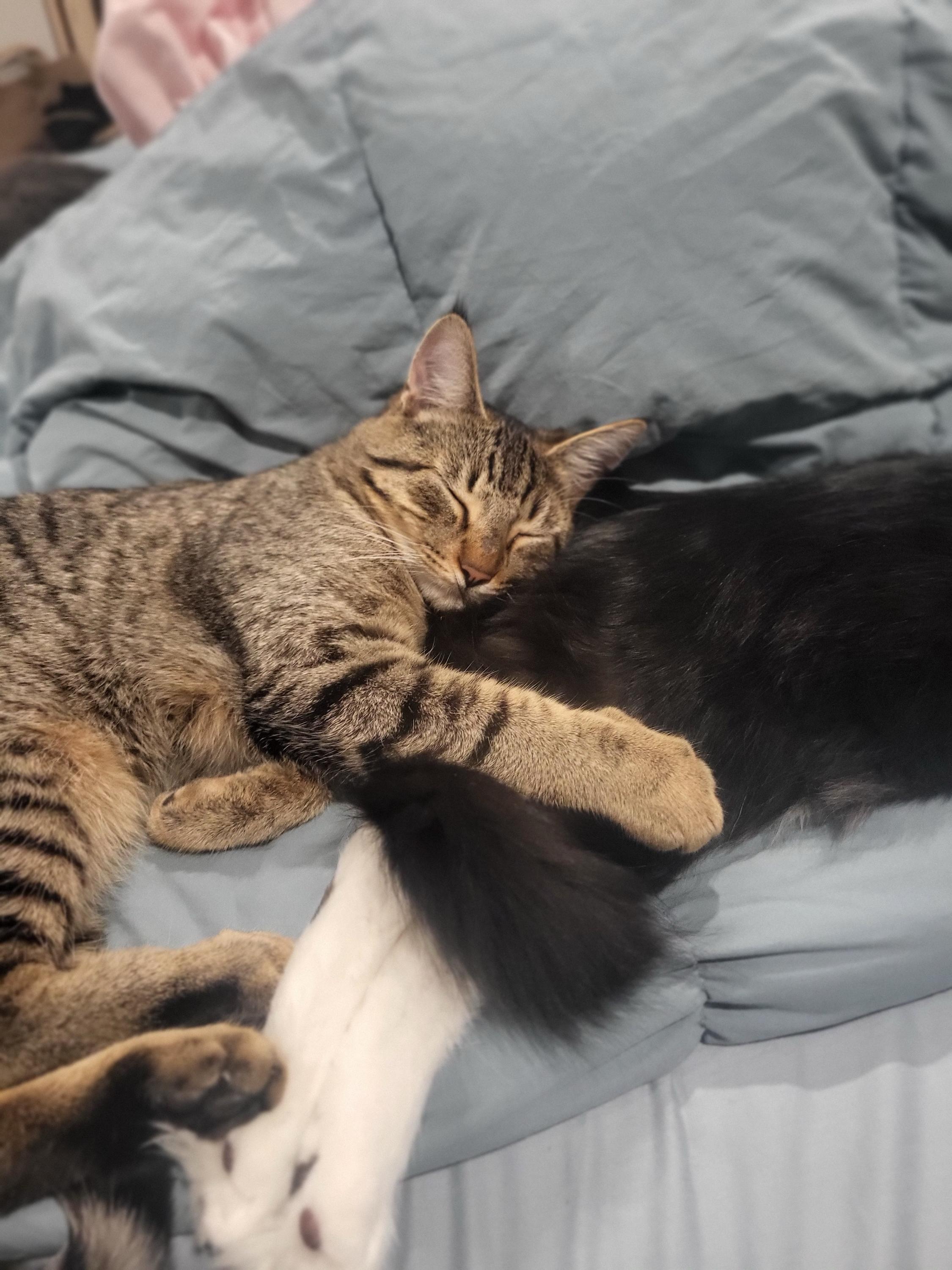 Khan and Gandalf, Adoptable, Young Male Domestic Short Hair.