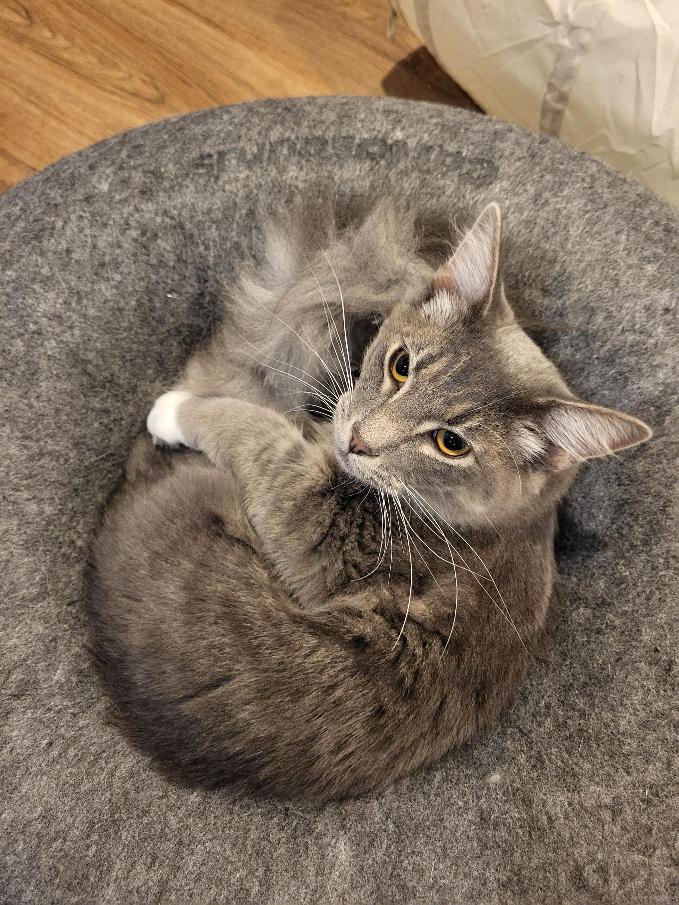 Enlarge Khan and Gandalf, a Adoptable Domestic Short Hair in Seattle, WA image 2/3