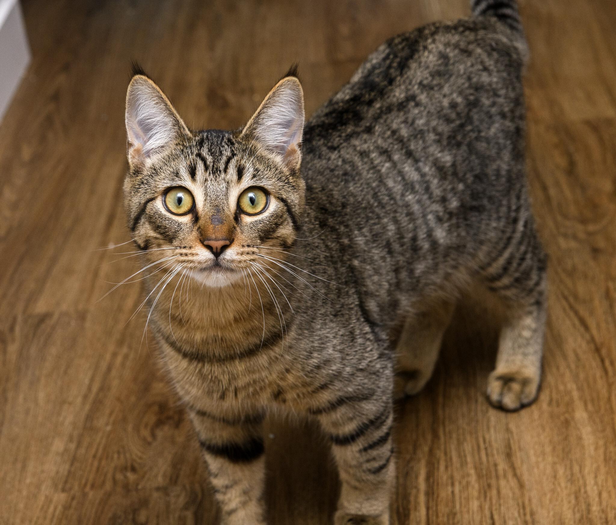 Enlarge Khan and Gandalf, a hold Domestic Short Hair in Seattle, WA image 4/5
