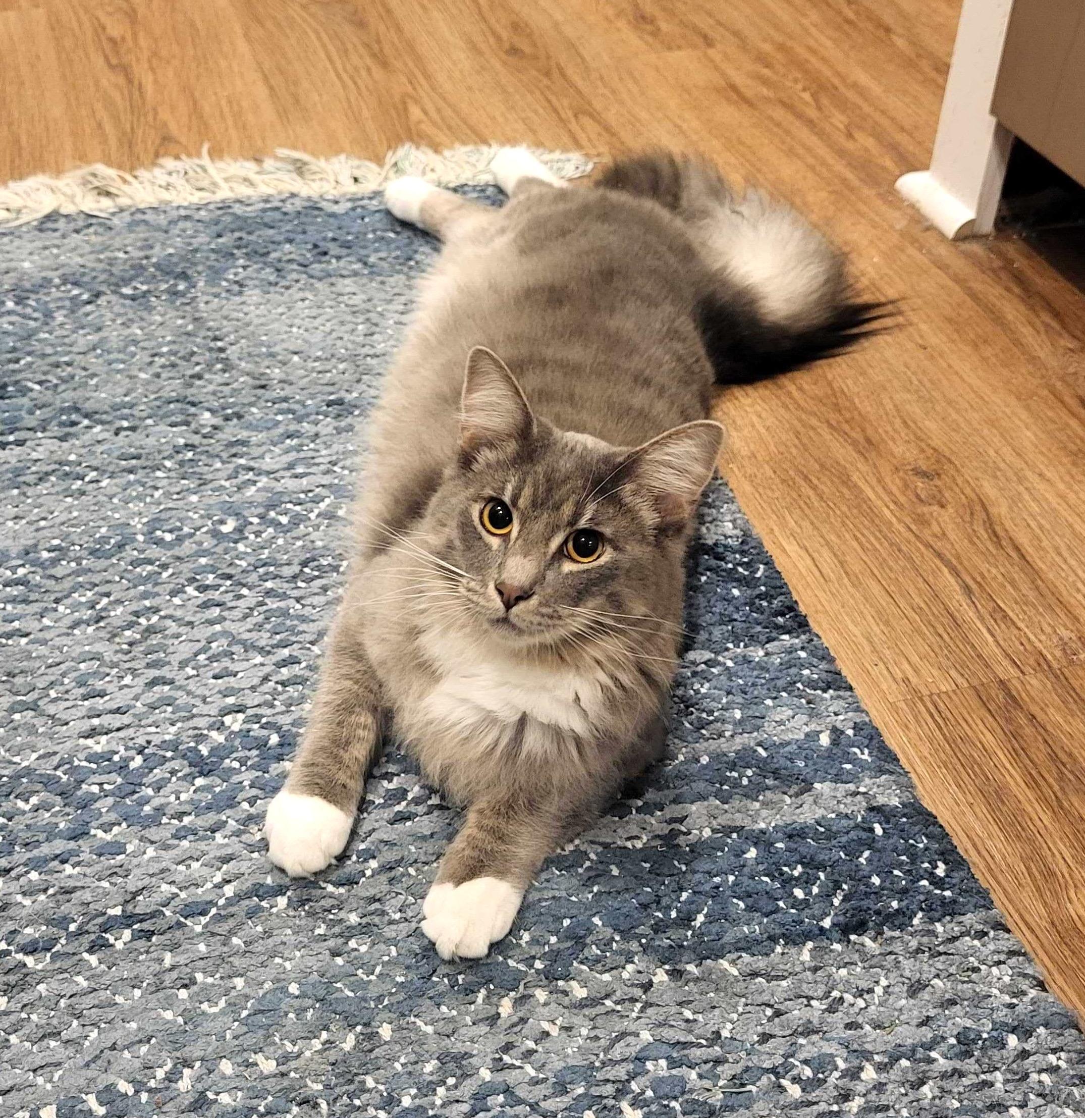 Enlarge Khan and Gandalf, a hold Domestic Short Hair in Seattle, WA image 5/5