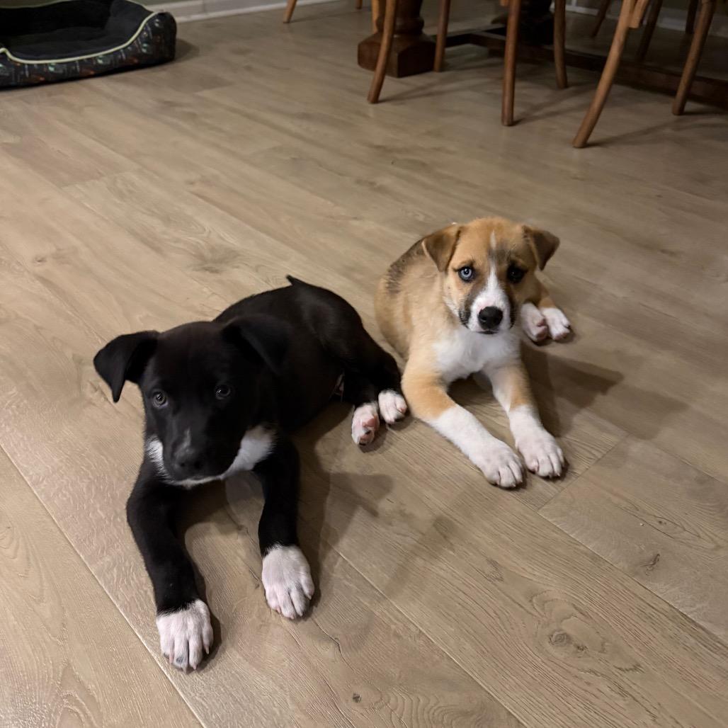 Scrappy, Adoptable, Puppy Male Husky.