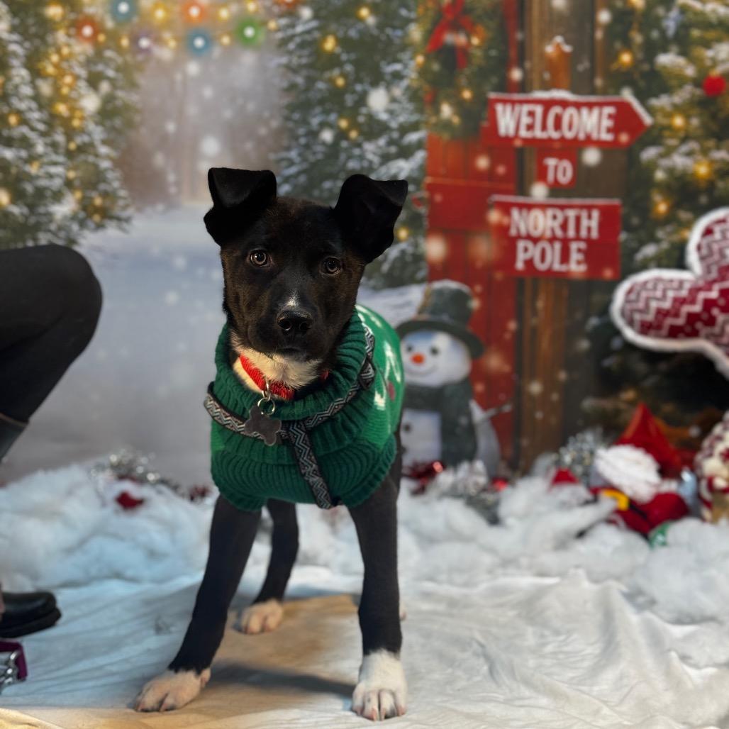 Scrappy, a Adoptable Husky in Ferndale, MI image 3/6