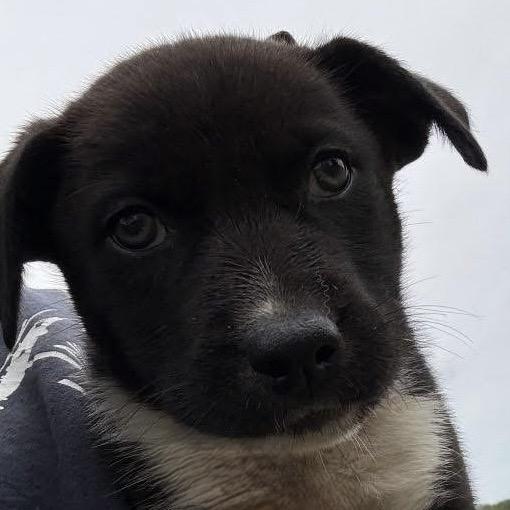 Scrappy, a Adoptable Husky in Ferndale, MI image 4/6