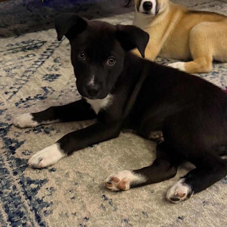 Scrappy, a Adoptable Husky in Ferndale, MI image 5/6