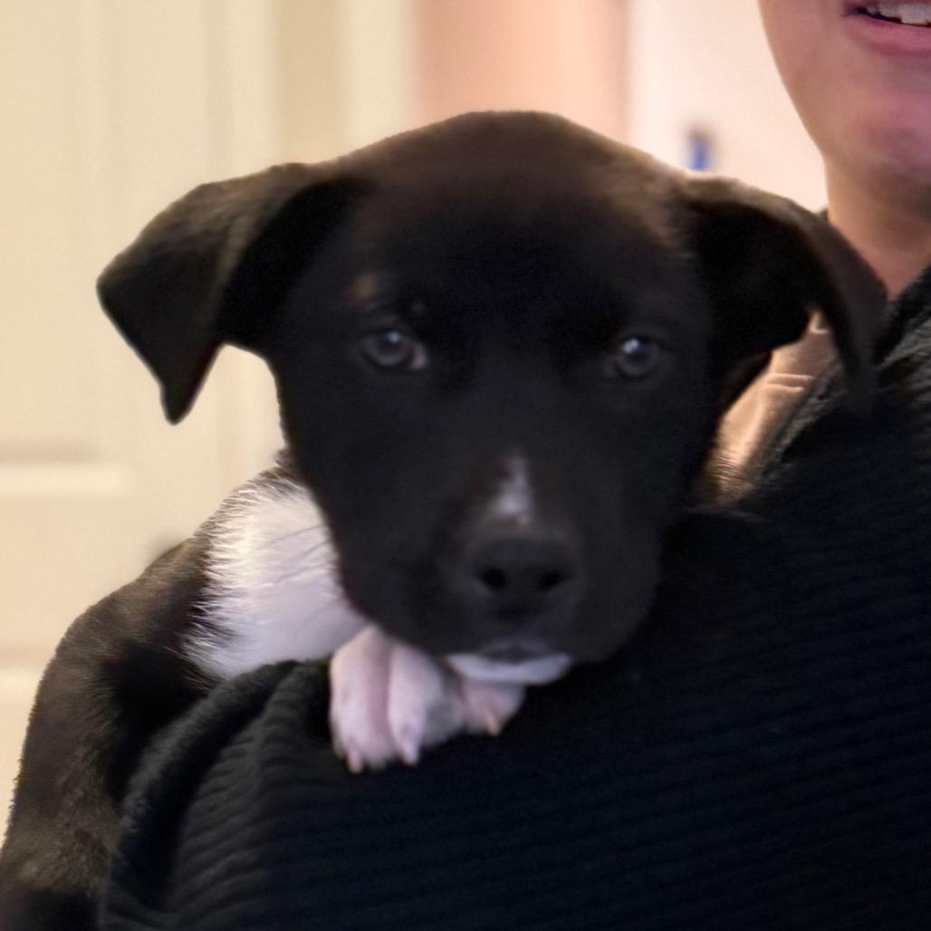 Scrappy, a Adoptable Husky in Ferndale, MI image 6/6