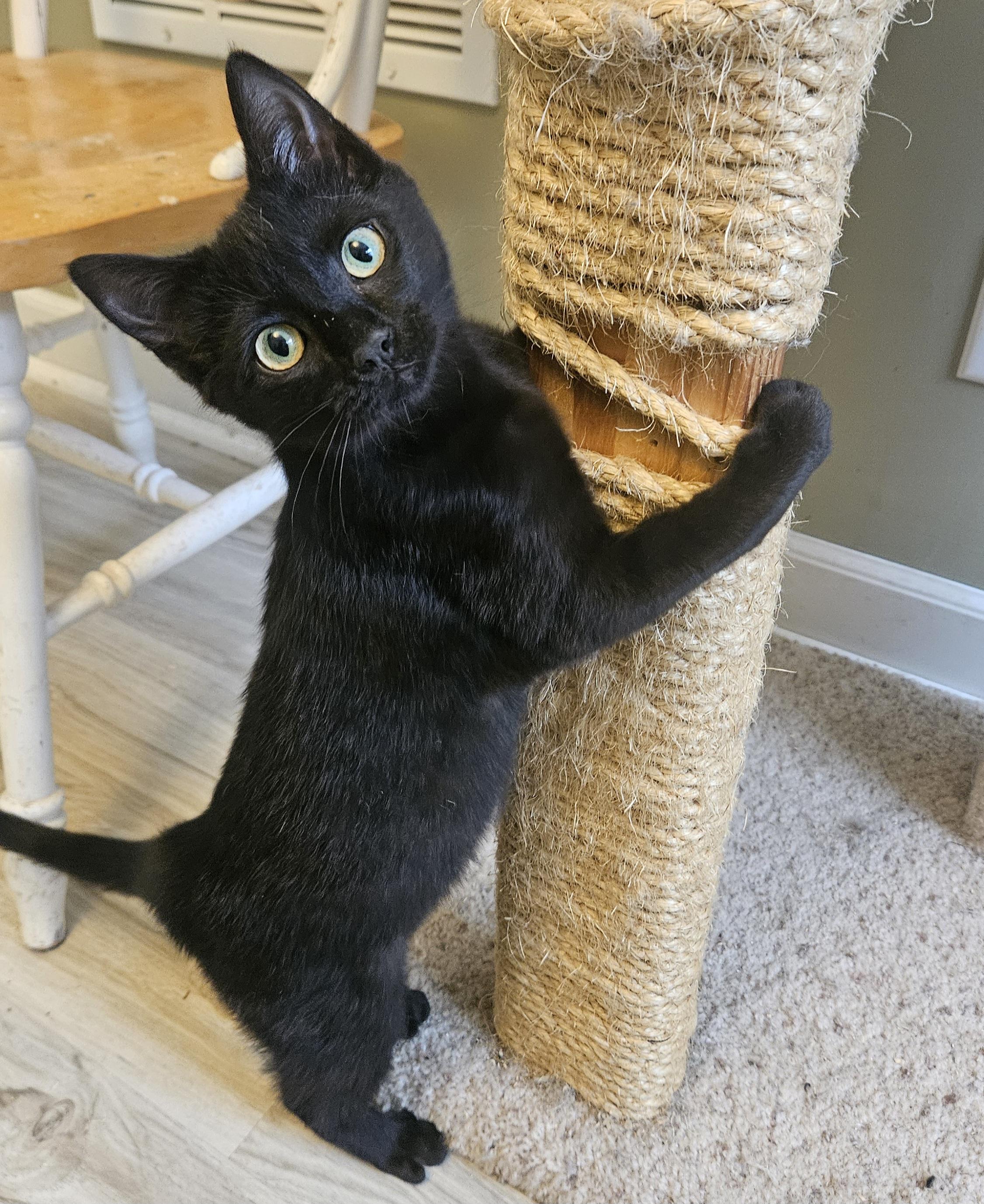 Enlarge Kacie, an adopted Domestic Short Hair in Syracuse, NY image 1/6