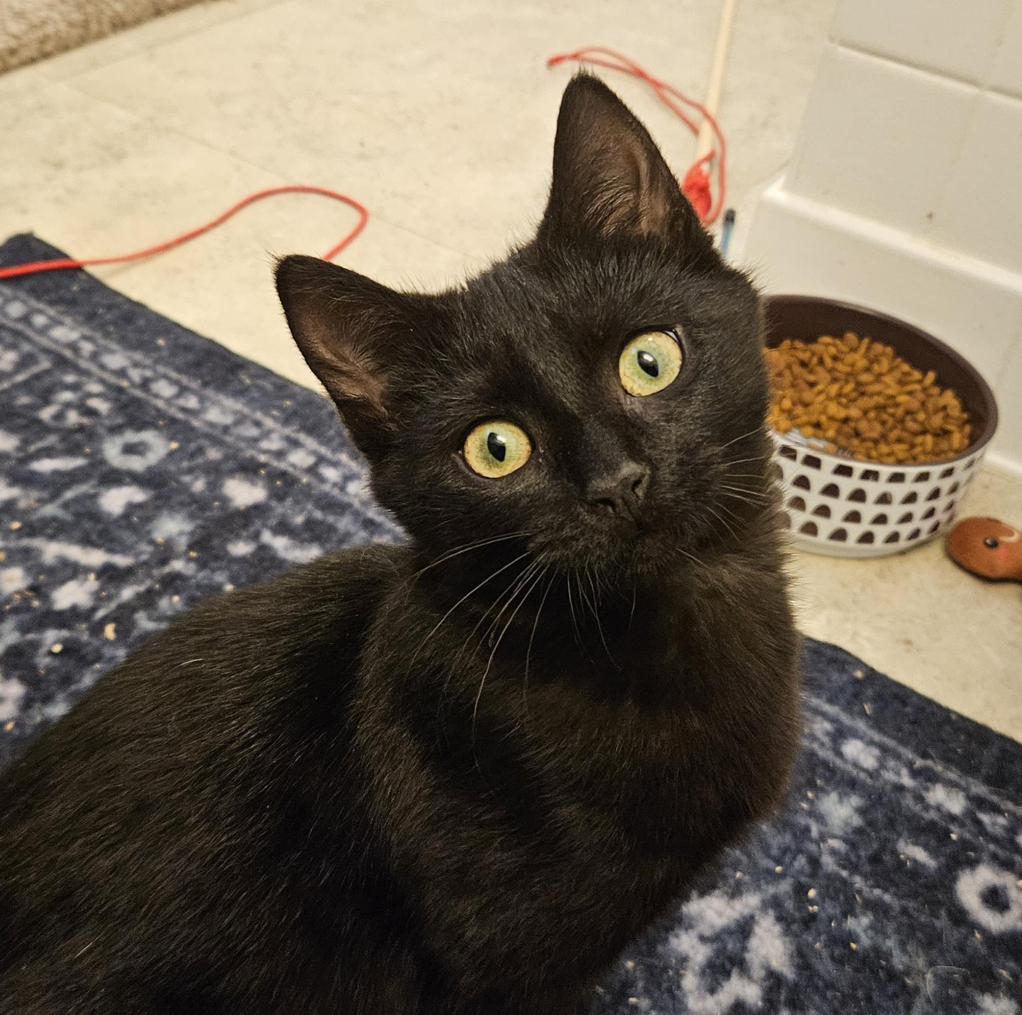 Enlarge Kacie, an adopted Domestic Short Hair in Syracuse, NY image 6/6