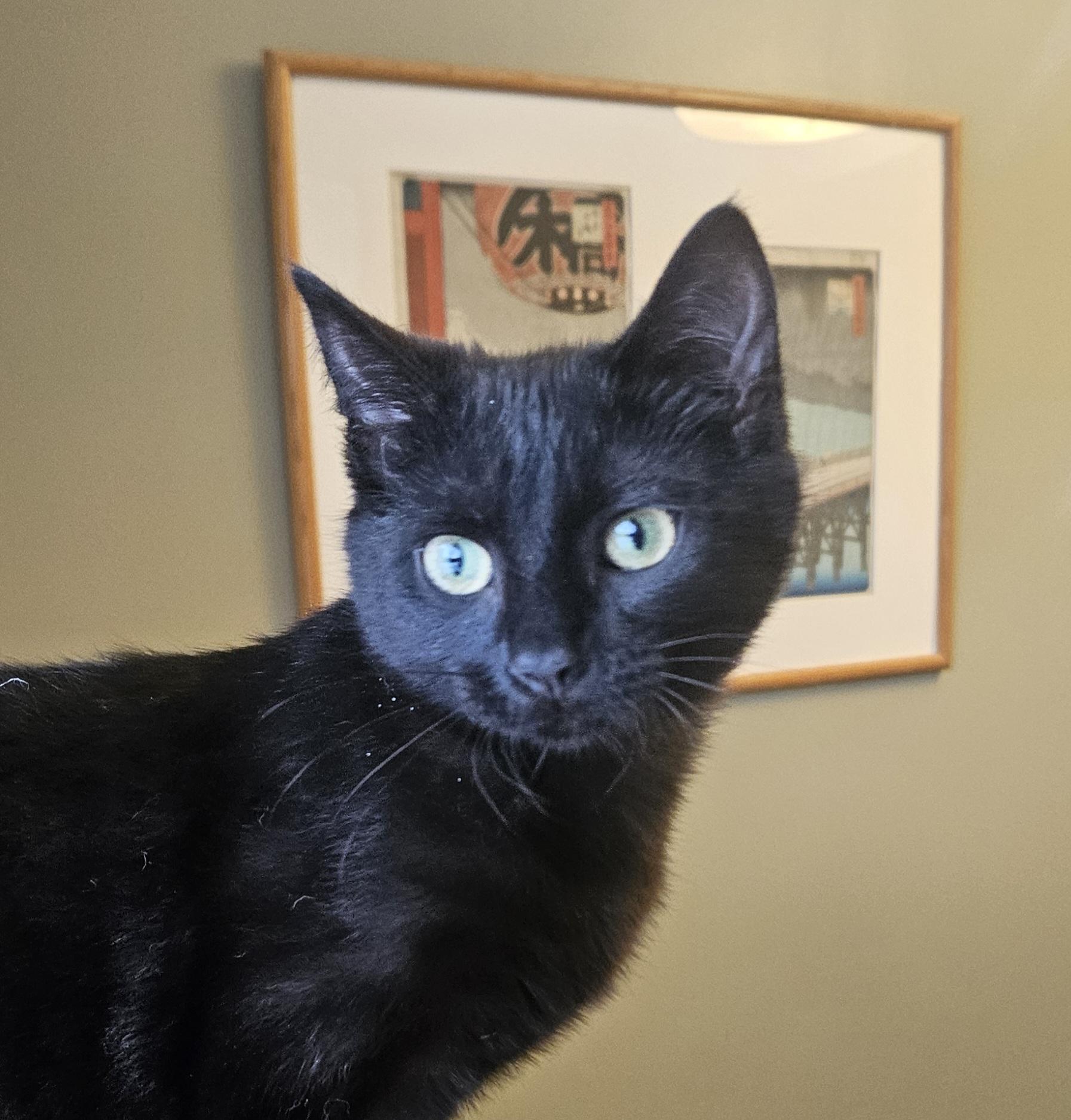 Enlarge Kacie, an adopted Domestic Short Hair in Syracuse, NY image 5/6