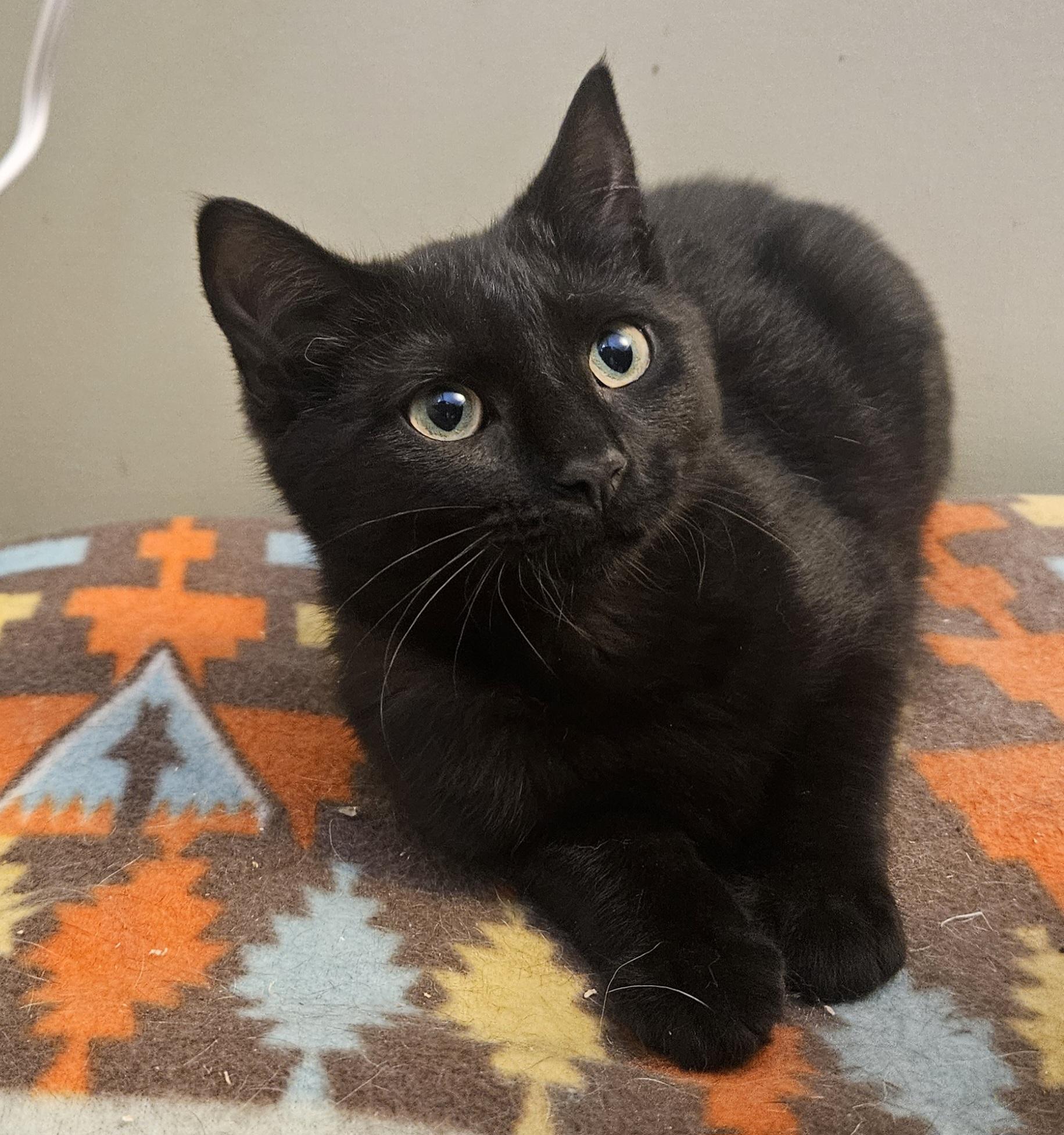 Enlarge Kacie, an adopted Domestic Short Hair in Syracuse, NY image 4/6