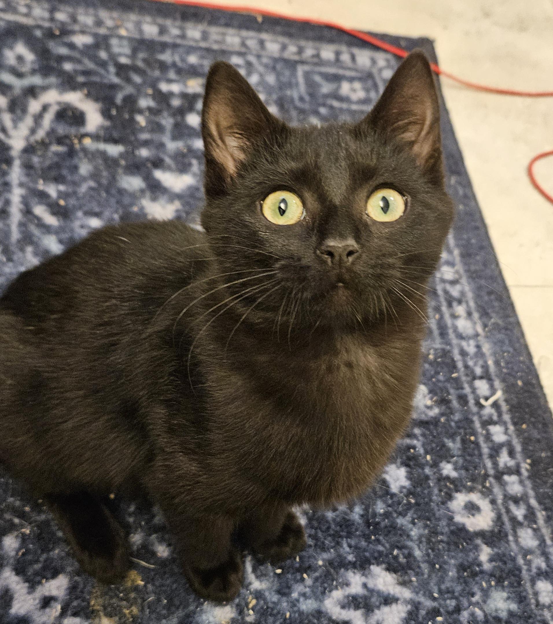 Enlarge Kacie, an adopted Domestic Short Hair in Syracuse, NY image 2/6