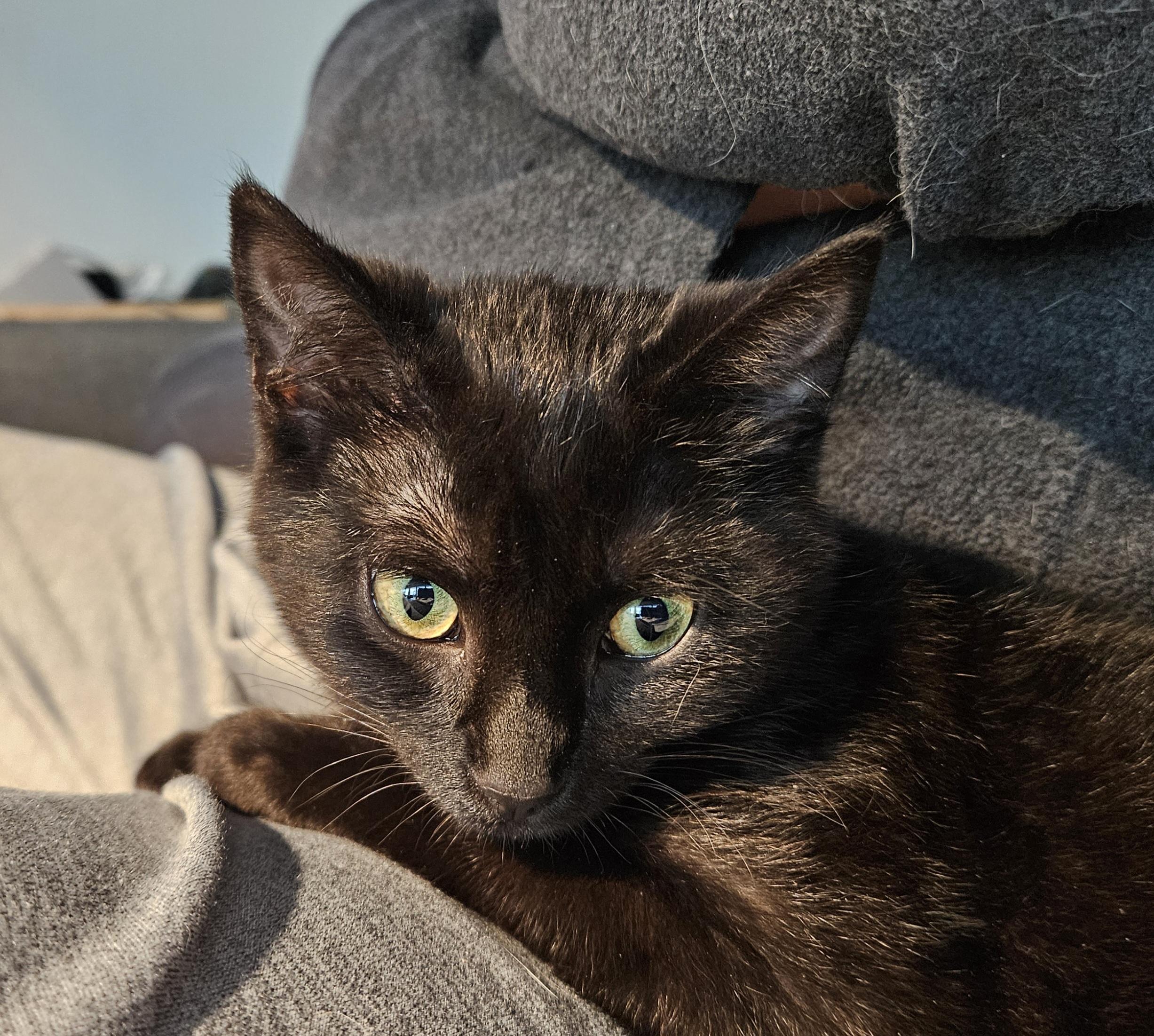 Enlarge Kacie, an adopted Domestic Short Hair in Syracuse, NY image 3/6