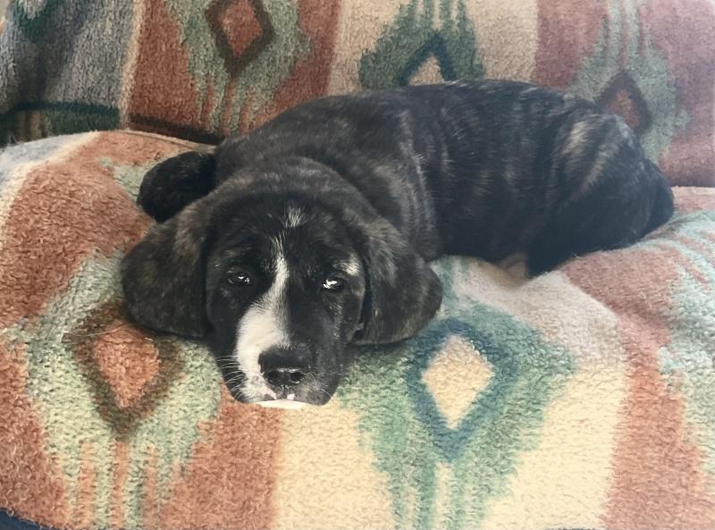 Nova, a ADOPTABLE mixed breed in Bancroft, ON image 2/4