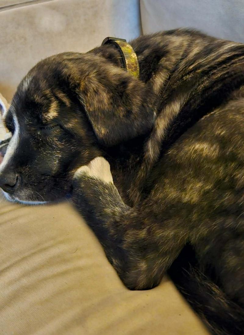 Nova, a ADOPTABLE mixed breed in Bancroft, ON image 3/4