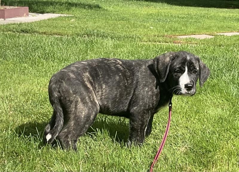 Nova, a ADOPTABLE mixed breed in Bancroft, ON image 4/4