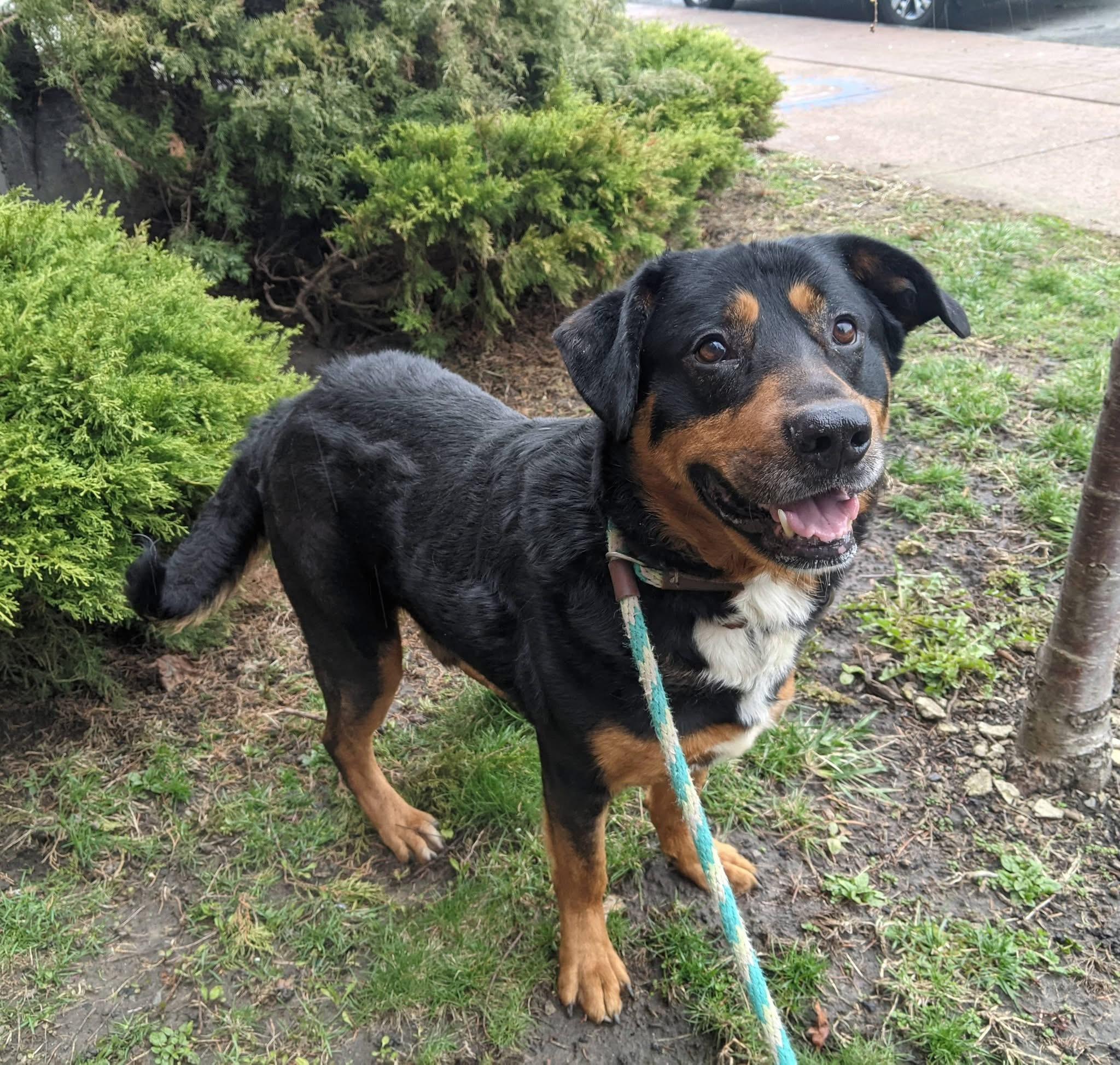 Enlarge Bear, a ADOPTABLE mixed breed in Buffalo, NY image 5/6