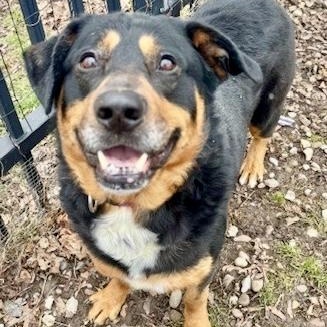 Enlarge Bear, a ADOPTABLE mixed breed in Buffalo, NY image 4/6