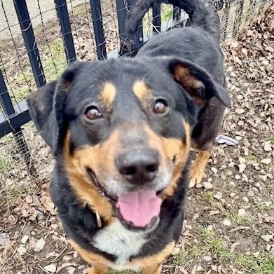 Enlarge Bear, a ADOPTABLE mixed breed in Buffalo, NY image 3/6