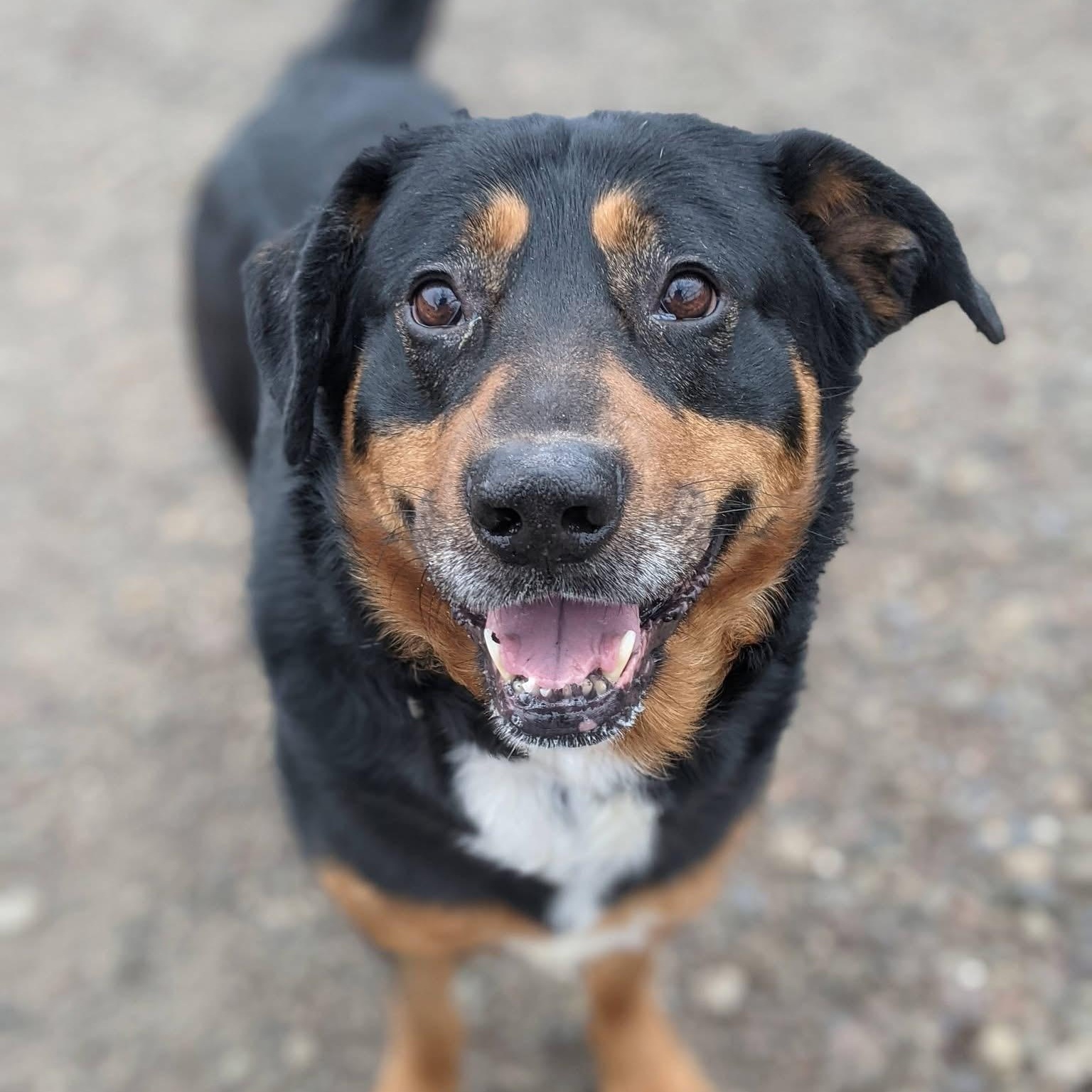 Enlarge Bear, a ADOPTABLE mixed breed in Buffalo, NY image 2/6